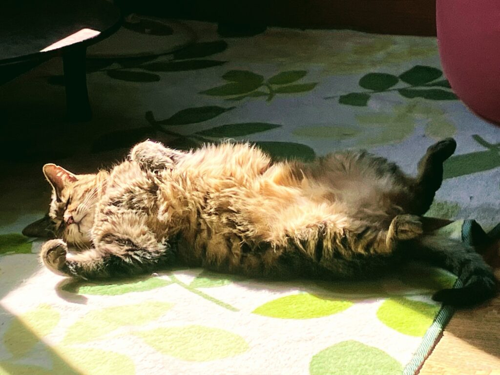 無防備に眠る猫