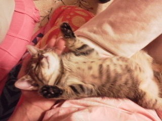 仰向けに眠る子猫